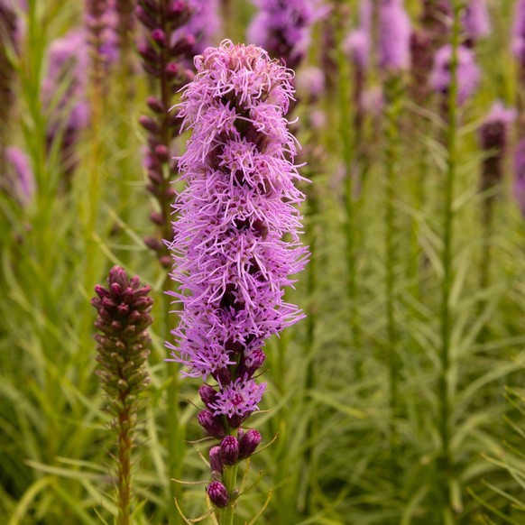 Prachtscharte (Liatris spicata)