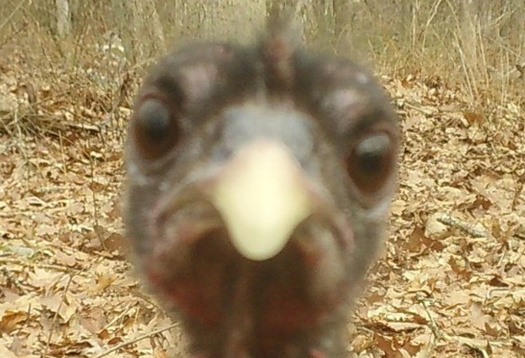 Surprise
