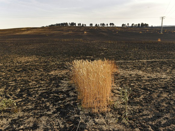 A view of the burned landscape after forest fires affected the area near to Miranda de Arga, around 40 kilometers (27m miles) from Pamplona, northern Spain, Thursday, June 16, 2022, as Spain