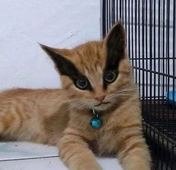 cute news tier katze

https://ch.pinterest.com/pin/1121888957181298357/