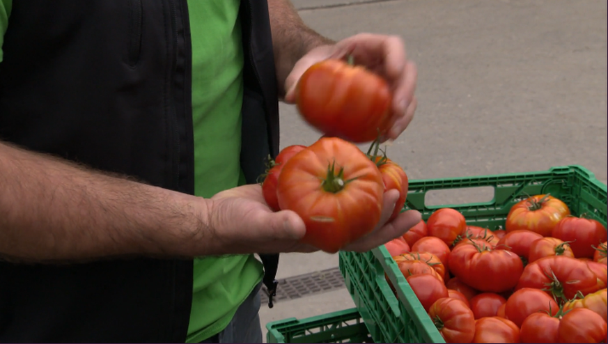 Ein kleiner Kratzer reicht und die Tomate wird zur «2.-Klass-Ware» und landet in der Biogasanlage. 