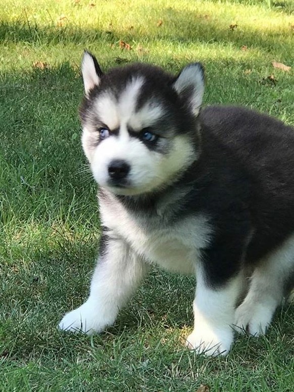 Husky/Hund
Cute News
http://imgur.com/gallery/SCbOm