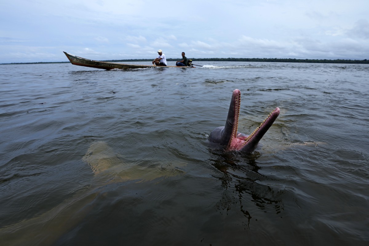 An Amazon river dolphin, known as a boto, plays in a nature preserve and tourist visitation area on the banks of the Tocantis River, in the municipality of Mocajuba, Para state, Brazil, Saturday, June ...