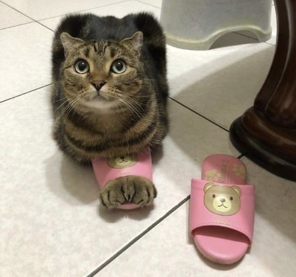 Cute News: Herzige Tierbilder