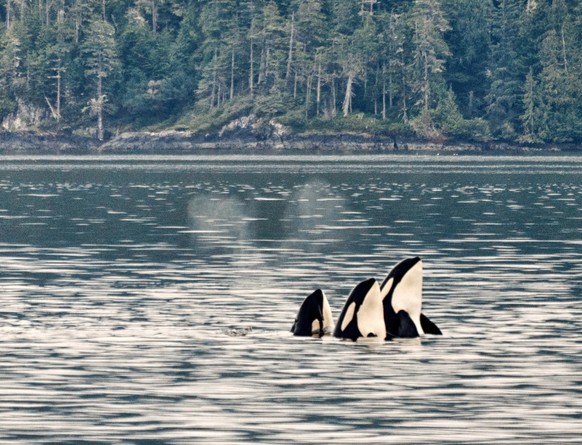 Orcas in the Johnstone Straight, British Columbia, Canada