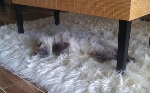 Katzen sind auf Teppich getarnt

https://www.pinterest.com/pin/78179743511204763/