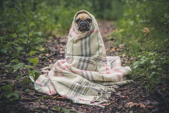 Kann man im Frühling die Decke für Hundi eher weglassen?
