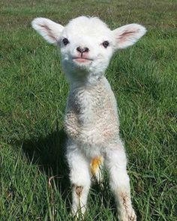 cute news tier schaf lamm

https://www.reddit.com/r/Animal/comments/1fdwkpd/its_a_great_day_todayshow_off_your_little_kids/
