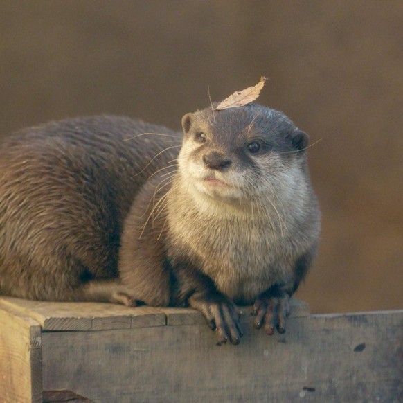 cute news animal tier otter

https://imgur.com/t/animals/hUVRvke