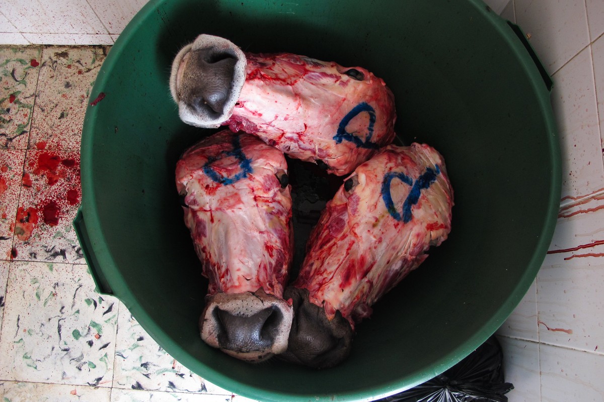 «Wer Fleisch isst, sollte auch bereit sein, ein Tier dafür zu töten und zu zerlegen», sagt Klimaaktivist Jann Kessler. (Symbolbild)