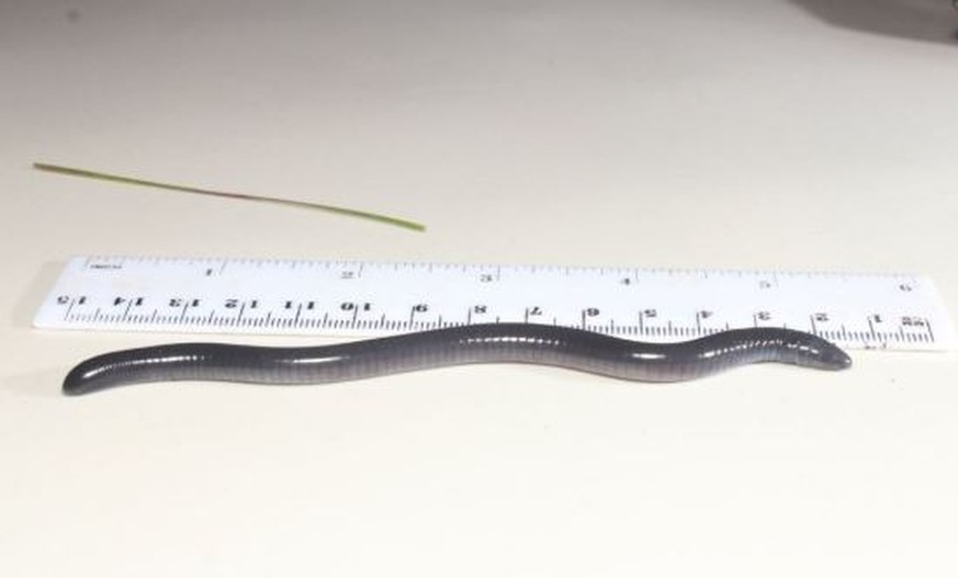 Die Dermophis donaldtrumpi ist rund 10cm lang und wurde in Panama entdeckt.&nbsp;