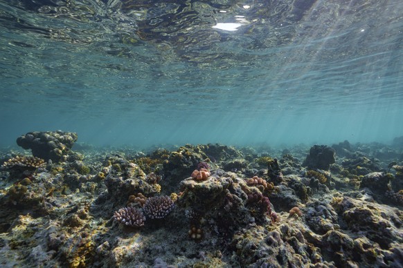 Corals grow off Efate Island, Vanuatu, Saturday, July 26, 2025. (AP Photo/Annika Hammerschlag)
Climate Vanuatu Underwater Photo Gallery