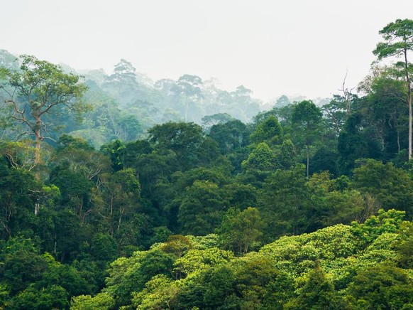 Regenwald in Thailand, Khao Yai Nationalpark.