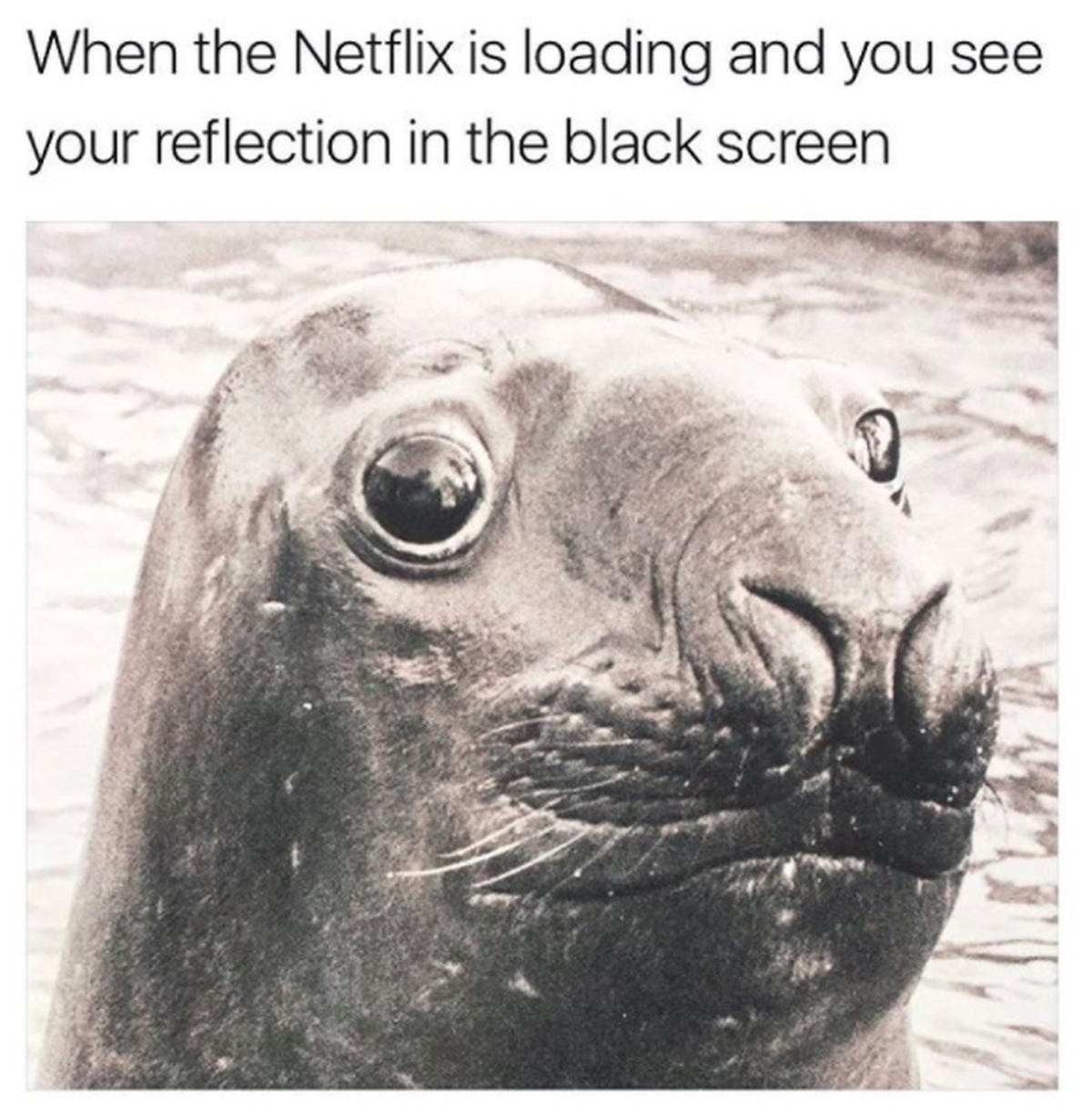 Lustige Tier-Memes