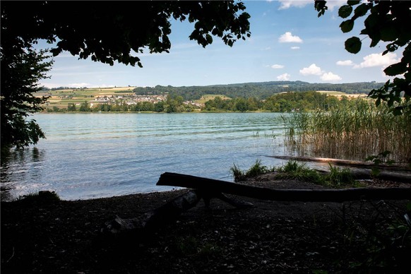 In der Nähe der Gemeindegrenze zwischen Mosen und Beinwil am See hat der Fischer den Kaiman beobachtet.