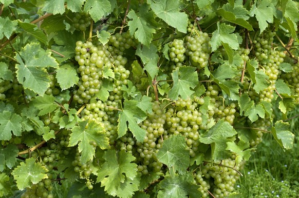 Fendant; Gutedel; Weisse Weintrauben !AUFNAHMEDATUM GESCHÄTZT!

Fendant Chasselas White Grapes date estimated