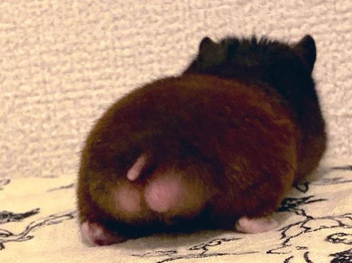 Hamsterhintern