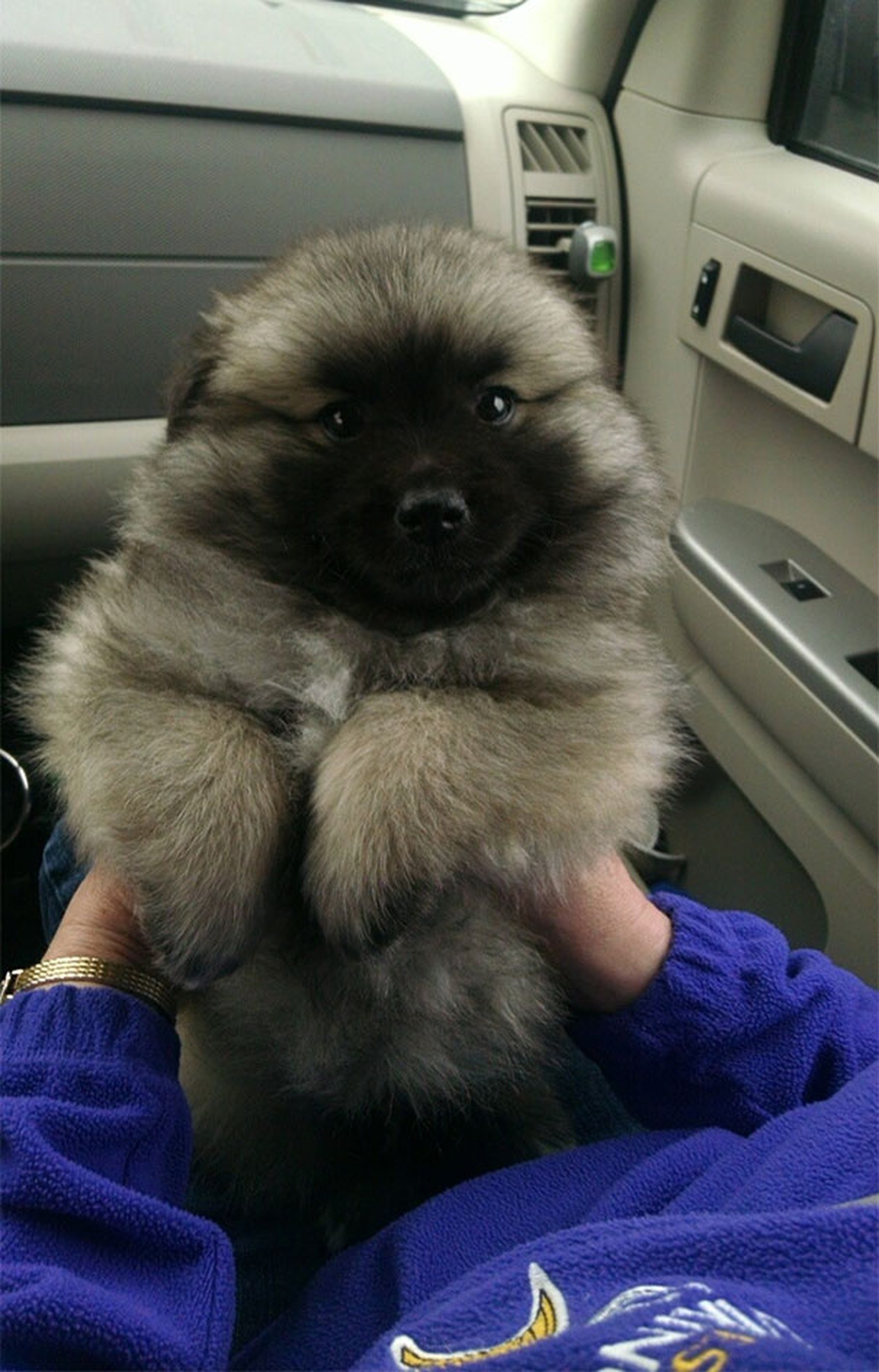 Diese 22 Hunde Sehen Mehr Aus Wie Teddybaren Watson