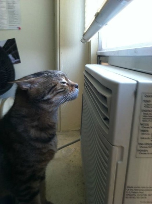 Katze an Klimaanlage
http://imgur.com/gallery/b02tQ