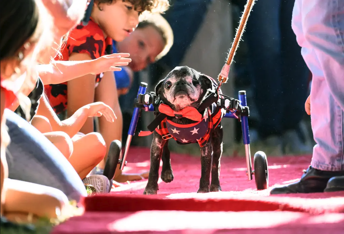 Tapis rouge et truffe mouillée.