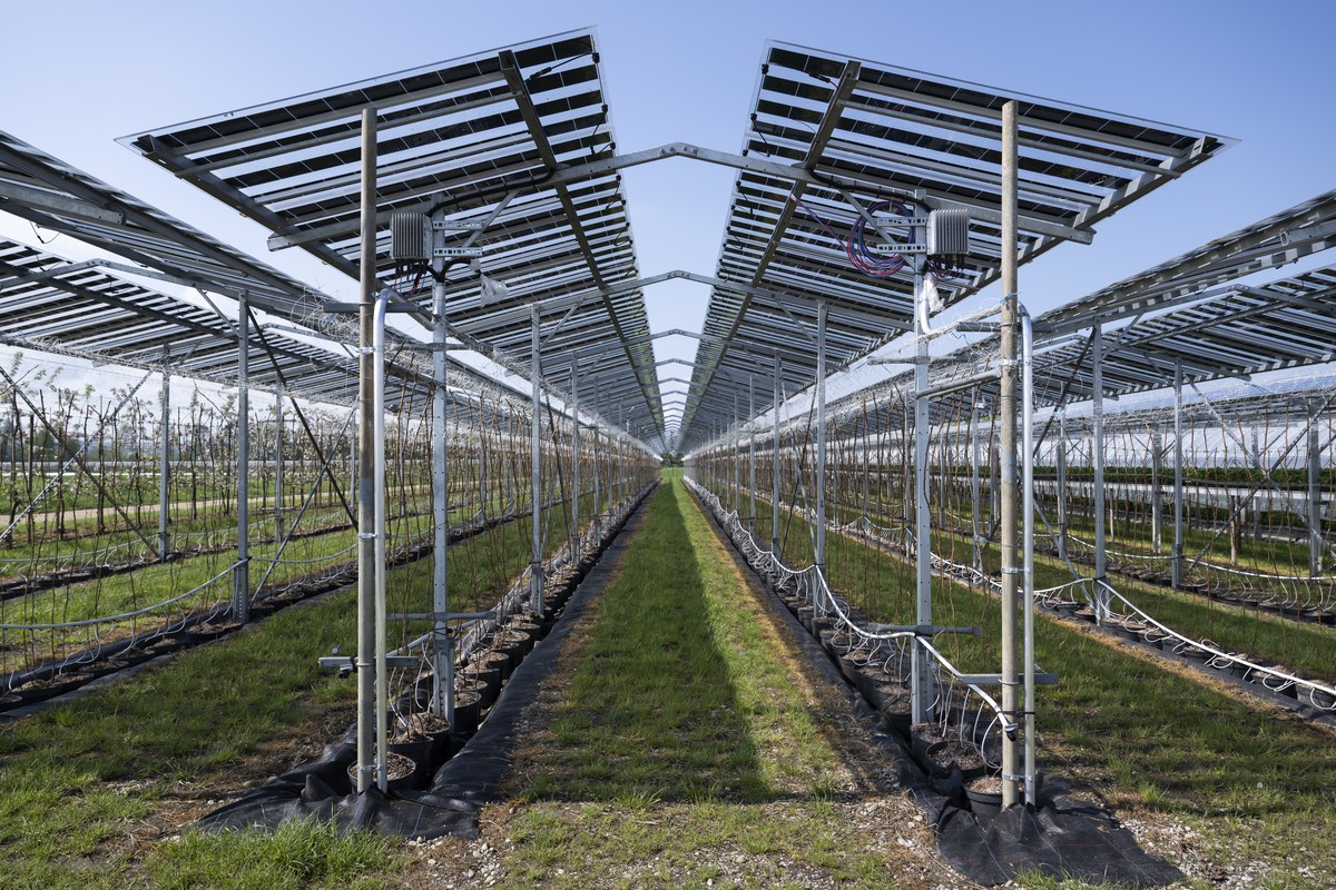Solarpaneele bedecken Beerenkulturen waehrend einer Rundgang durch die Anlage von Beerenland AG auf Medienveranstaltung zum Thema: "Beeren und Energie: so funktioniert Agri-PV", am 2. April  ...