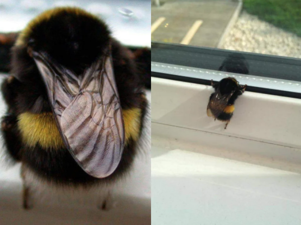 Hummel schaut aus dem Fenster.