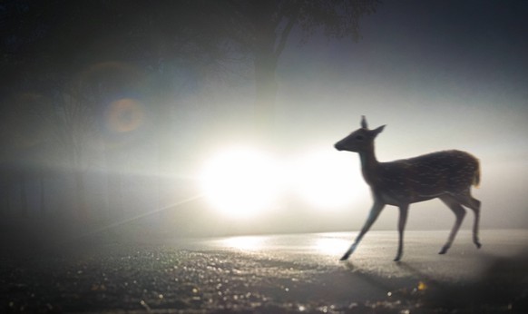 Bavaria, Germany - November 7, 2024: Deer crossing at night or in the dark. Deer on the road or carriageway. Symbolic image for danger from wild animals on the road in forest areas and on country road ...
