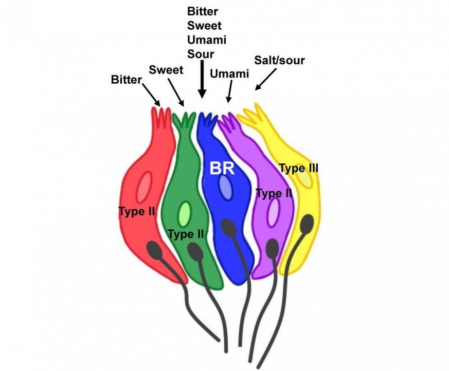 Verschiedene Geschmackssinneszellen