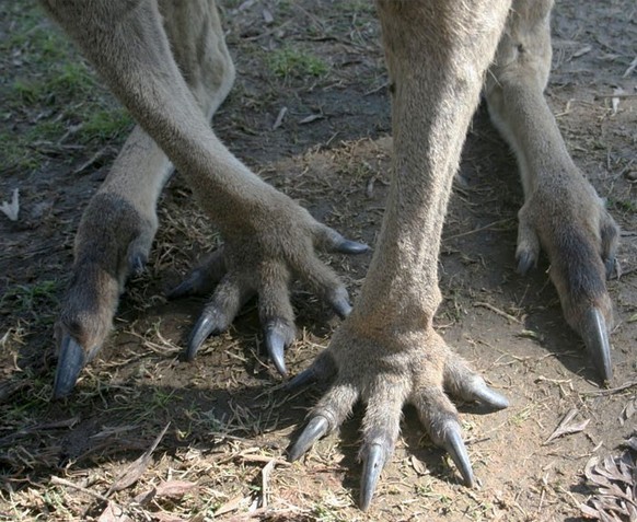 cute news tier känguru

https://imgur.com/kangaroo-feet-are-creepy-as-R4Q0Rch