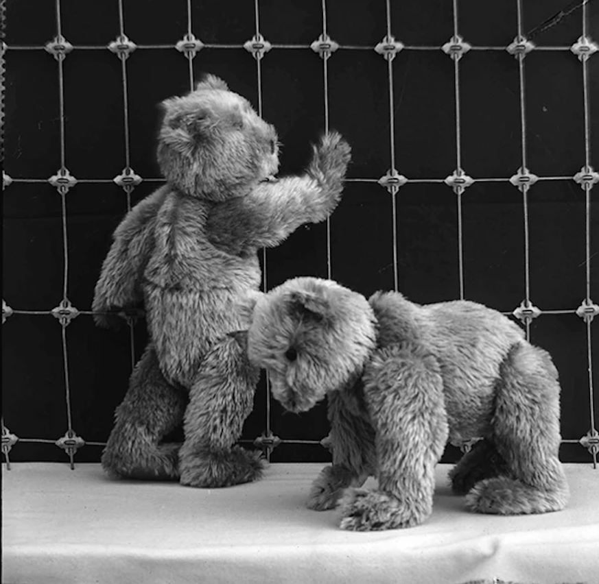 erster Steiff Teddy