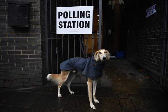 epaselect epa08064922 A dog waits at a polling station during the general elections in north London, Britain, 12 December 2019. Britons go to the polls on 12 December 2019 in a general election to vot ...