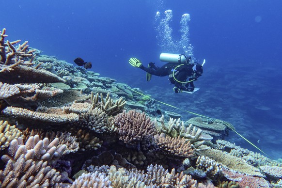 A diver inspects coral at the Great Barrier Reef in far North Queensland, Australia, Sept. 23, 2024. (Australian Institute of Marine Science via AP)
Australia Great Barrier Reef