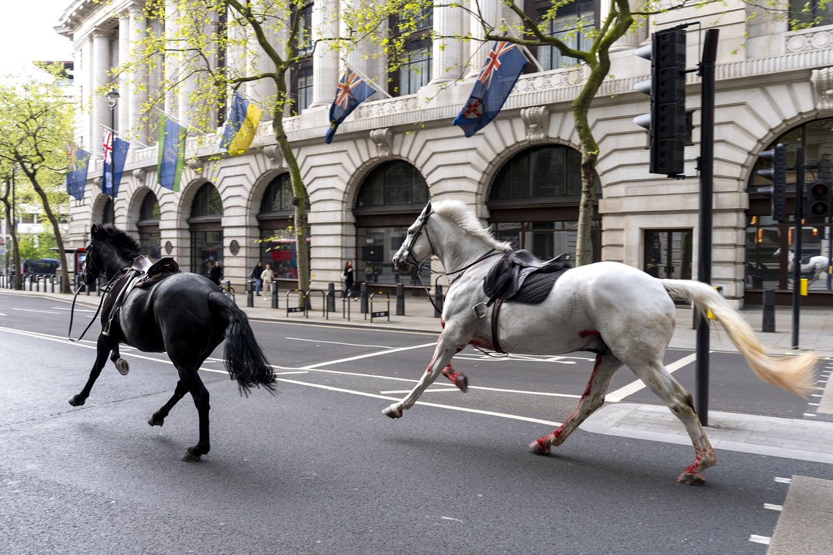 Deux chevaux en liberté s'élancent dans les rues de Londres près d'Aldwych, le mercredi 24 avril 2024.