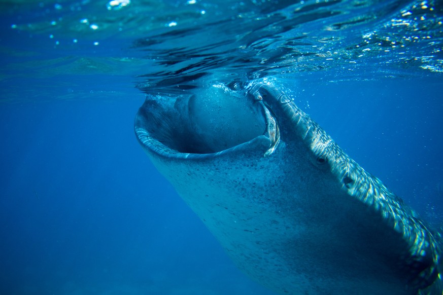 Der Walhai ernährt sich von&nbsp;Plankton und anderen Kleinstlebewesen. Auch er ist vom drastischen Rückgang der Planktonproduktion betroffen.&nbsp;