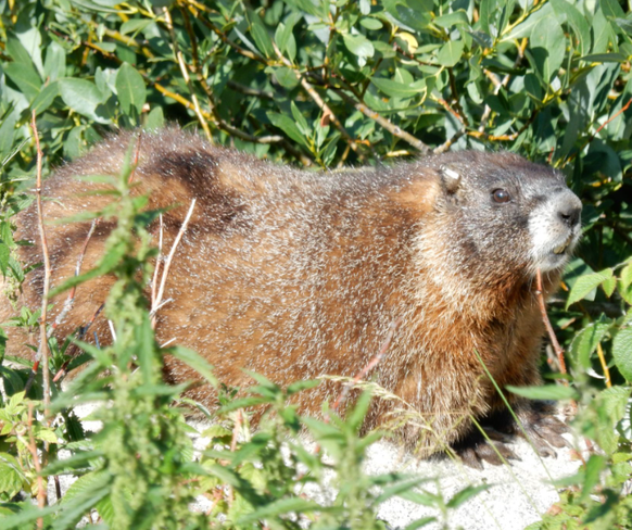 Fat Marmot Week, Dan's Hat