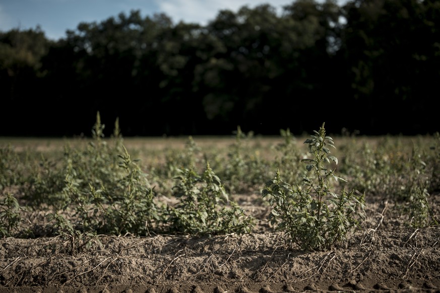 Kartoffelpflanzen stehen im trockenen Boden auf einem Feld am Mittwoch, 2. September 2026 in Watt. Laut dem Branchenverband swisspatat wurden im Sommer 2026 so wenige Kartoffeln wie noch nie seit Mess ...
