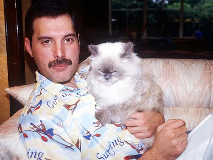 freddie mercury queen katzen https://dangerousminds.net/comments/freddie_mercury_really_loved_his_cats?utm_source=Dangerous+Minds+newsletter&amp;utm_campaign=d7ad83c3d1-RSS_EMAIL_CAMPAIGN&amp;utm_medi ...