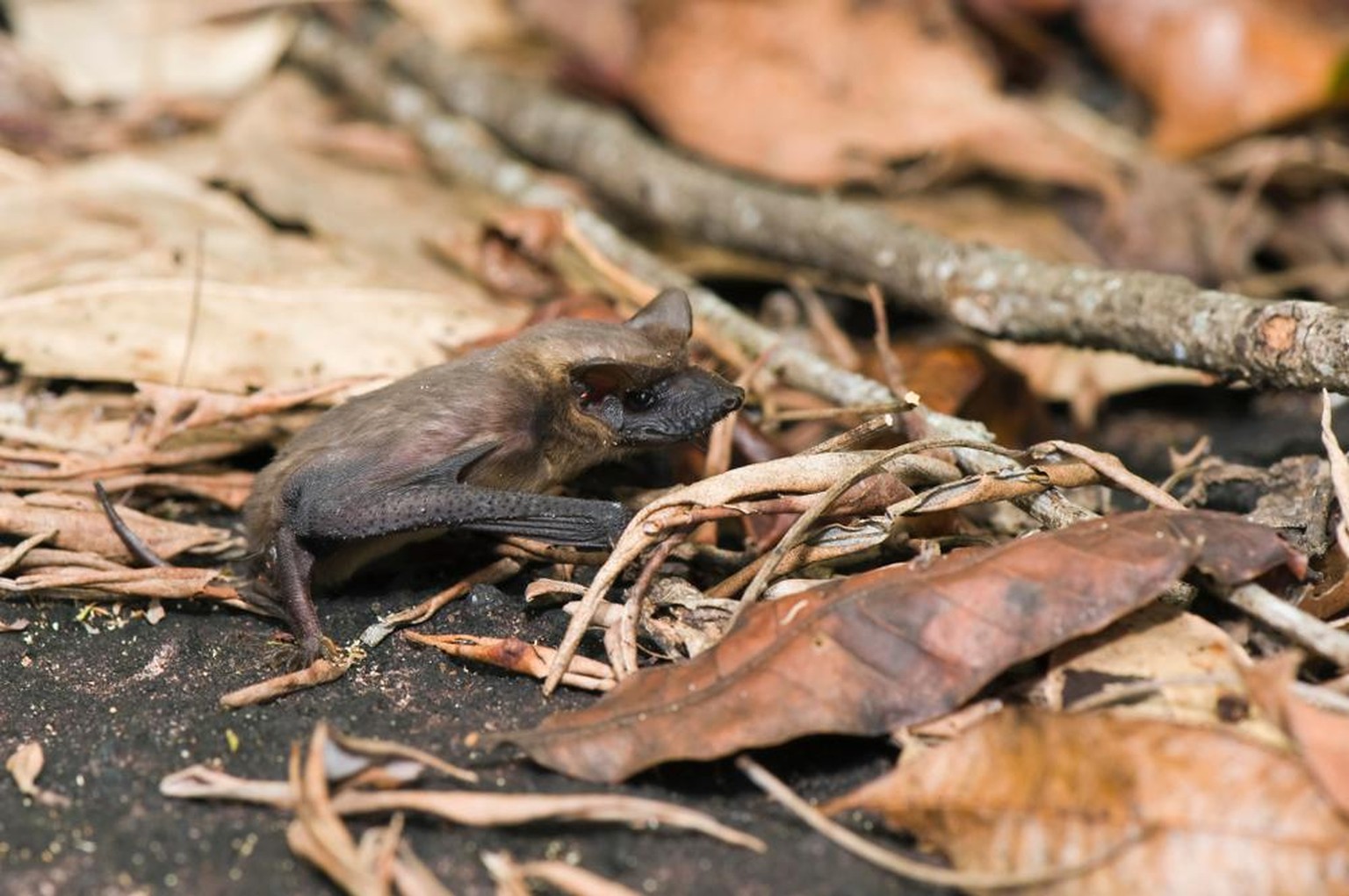 Tadarida brasiliensis, Mexikanische Bulldoggfledermaus oder Brasilianische Bulldoggfledermaus