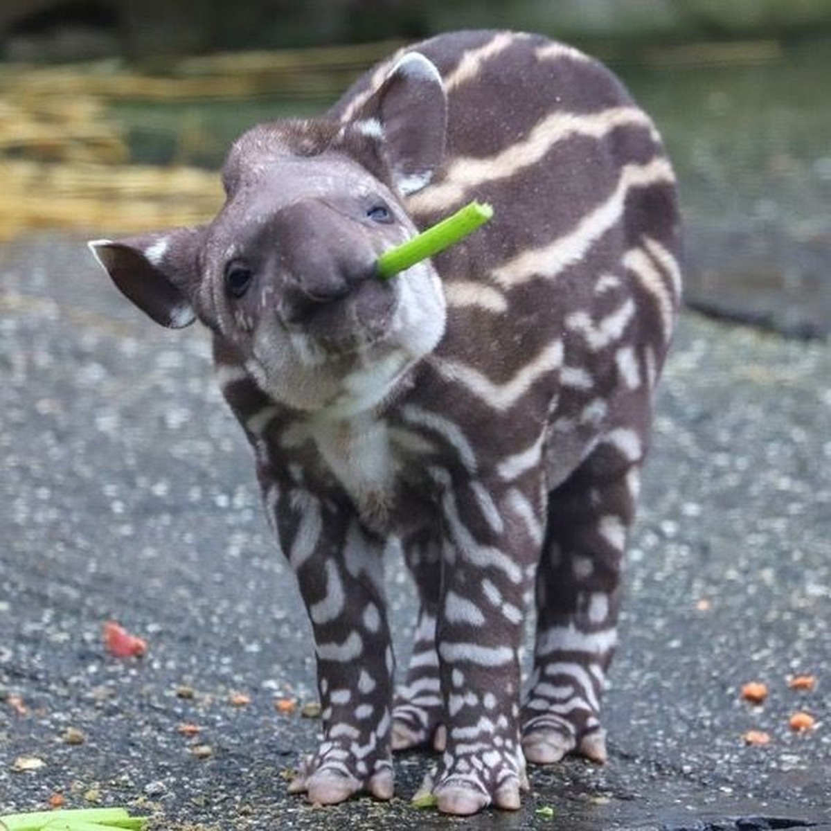 cute news tier tapir

https://ch.pinterest.com/pin/1121888957218533403/
