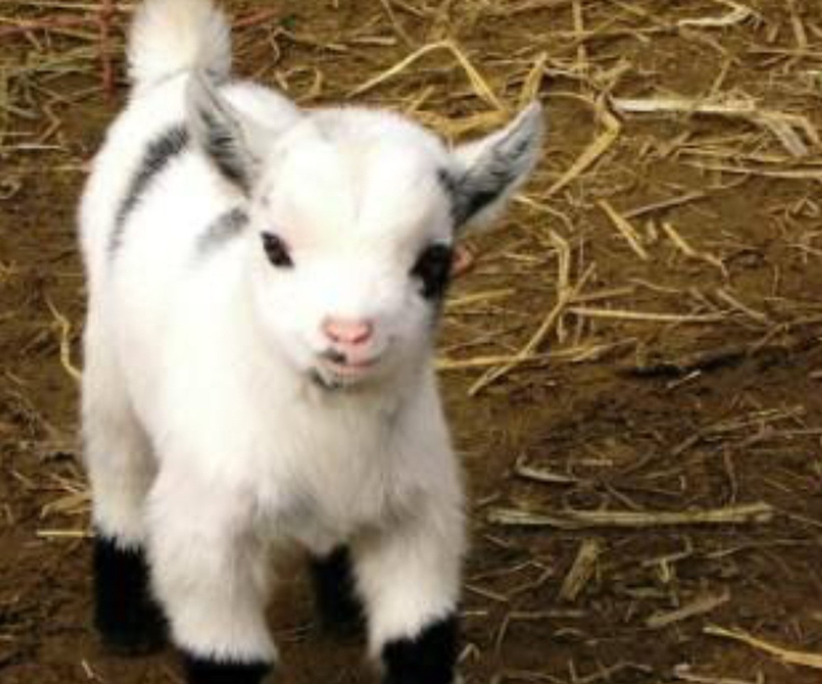 Wie versprochen: Die lustigen Tierbilder in der XXL-Variante
Angeblich die Tiere des Teufels, dabei sind sie nur teuflisch süß: