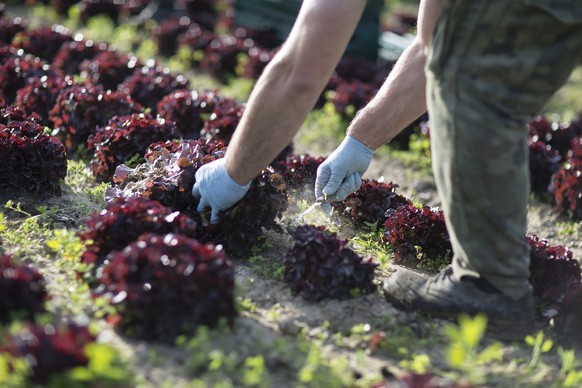 Foreign workers from Poland cut organically-grown salad in a field in the Seeland (Land of Lakes) near Kerzers, Western Switzerland, for bioGROUPE, May 21, 2014. bioGROUPE grows organic products only. ...