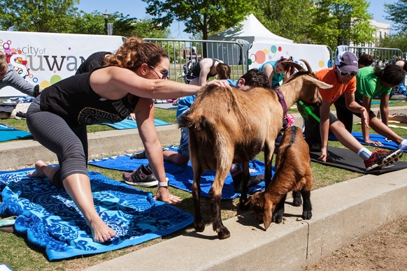 Goat-Yoga in Toronto.