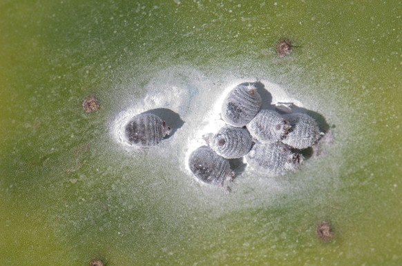 Females cochineal on a pad of barbary fig., 03.04.2020 13:35:09, Copyright: xEuphorbia72x Panthermedia28265171