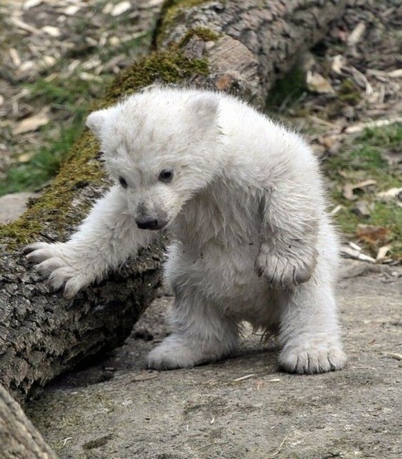 cute news tier eisbär

https://ch.pinterest.com/pin/1121888957181257276/
