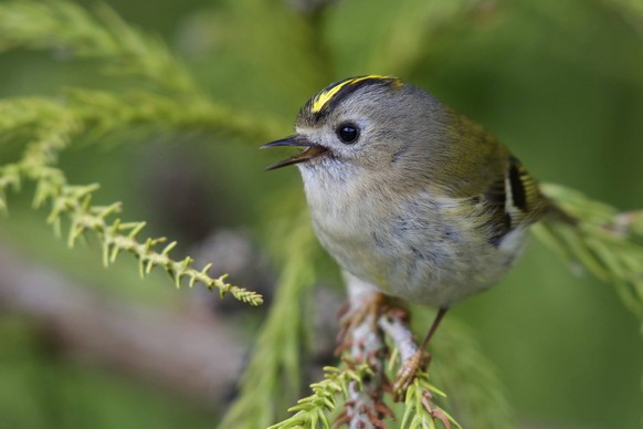 Wintergoldhähnchen Regulus regulus Goldcrest Regulus regulus Copyright: imageBROKER/SunbirdxImages iblmup13636262.jpg Bitte beachten Sie die gesetzlichen Bestimmungen des deutschen Urheberrechtes hins ...