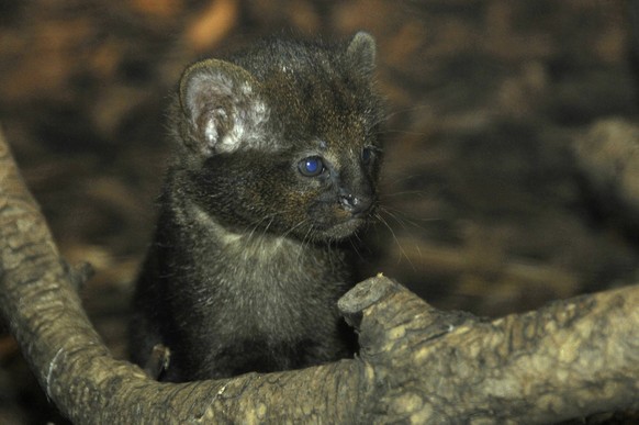 Bildnummer: 54965816 Datum: 01.03.2011 Copyright: imago/Hohlfeld
Nach vier Wochen Aufenthalt in der Wurfbox zeigen sich jetzt die am 24.01.2011 geborenen zwei Jaguarundi-Welpen (Puma yagouaroundi) in ...