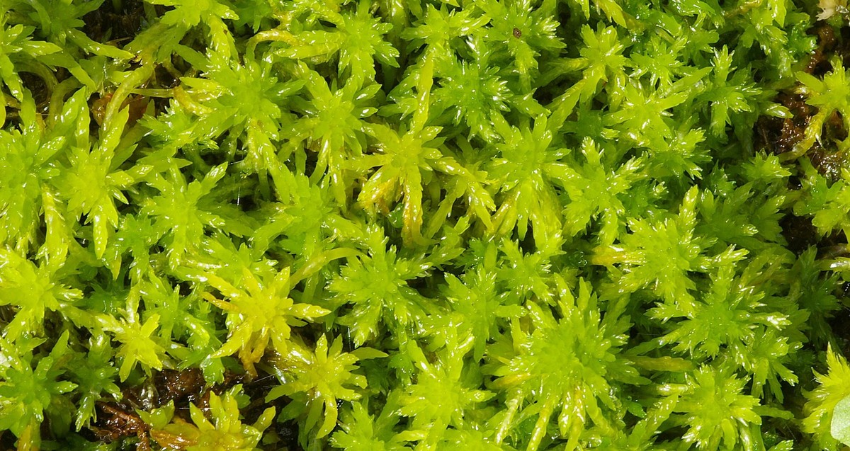 Gestatten:&nbsp;Trügerisches Torfmoos (Sphagnum fallax).