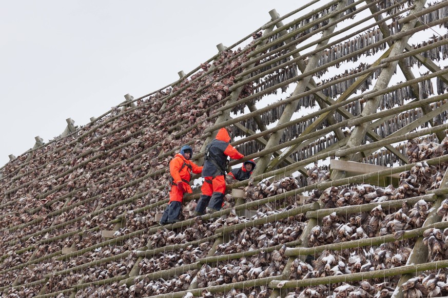 Atlantic Cod - Stockfish on drying flake - Lofoten, Norway PUBLICATIONxINxGERxSUIxAUTxONLY Copyright: Sven-ErikxArndt 11992352