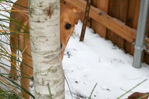 cute news animal dog https://imgur.com/t/aww/WxTXDGv