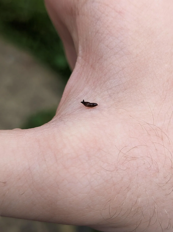 Kleine Tiere (Cute News)